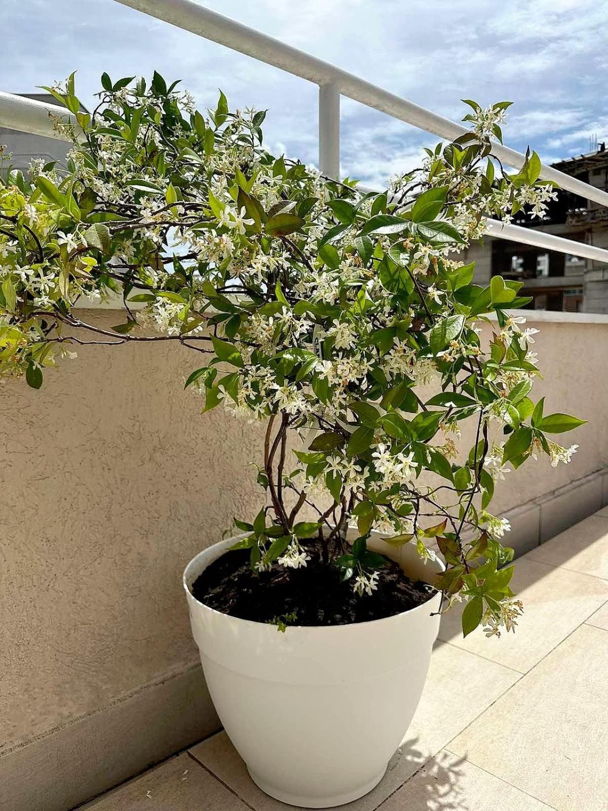Apartmani Simona بودفا المظهر الخارجي الصورة